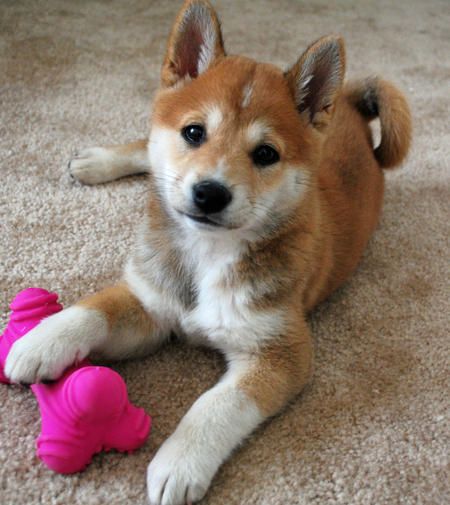 ShibaPics's tweet photo. Meet Sushi! ☺️ https://t.co/hoaKOX28bA