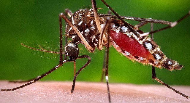 LJWorld's tweet photo. Zika virus confirmed in Kansas, officials say; now more than 200 cases nationwide
https://t.co/cdnxPYorwY https://t.co/7bBcFHnGd2