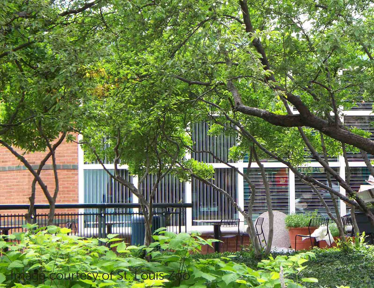 ABCbirds's tweet image. .@stlzoo used our recommended stripes to stop #windowcollisions. No more dead #birds! Tips: buff.ly/1QaXIaX