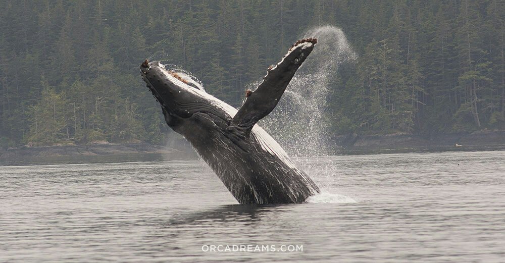 Orca Dreams Orca Dreams Twitter Orca Dreams Orca Dreams Twitter