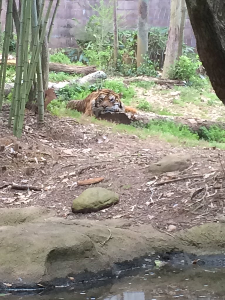 drobinsonedu's tweet image. How can we use bio inspired design in STEM? #cobbscience @zooATL #STEM