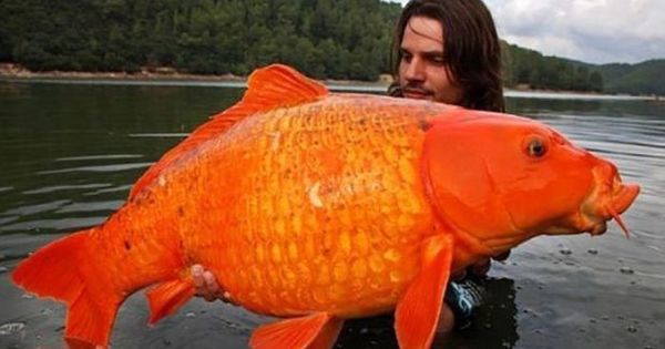 CarpFishingEx's tweet photo. Fisherman Raphael Biagini had to snap a picture with his gold prize. After all, he spent 6… https://t.co/31Zpw2h9sz https://t.co/fm4Q8PsNic