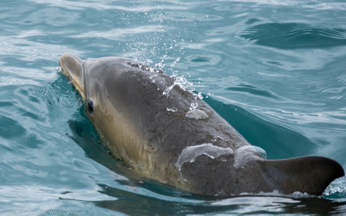 ~500 C.Dolphins 2day!! + 5 H.Porpoise! all throughout #Falmouth Bay and our #Manacles #MCZ @CADS2015 @VisitingKernow