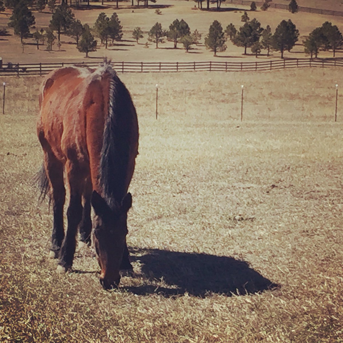 EquineTherapyCO's tweet photo. Jubee turns 30 this year. Here's how he saved a suicidal teen: https://t.co/bfCgTelIpc #colorado #nonprofit #therapy https://t.co/3uSBUQhniR