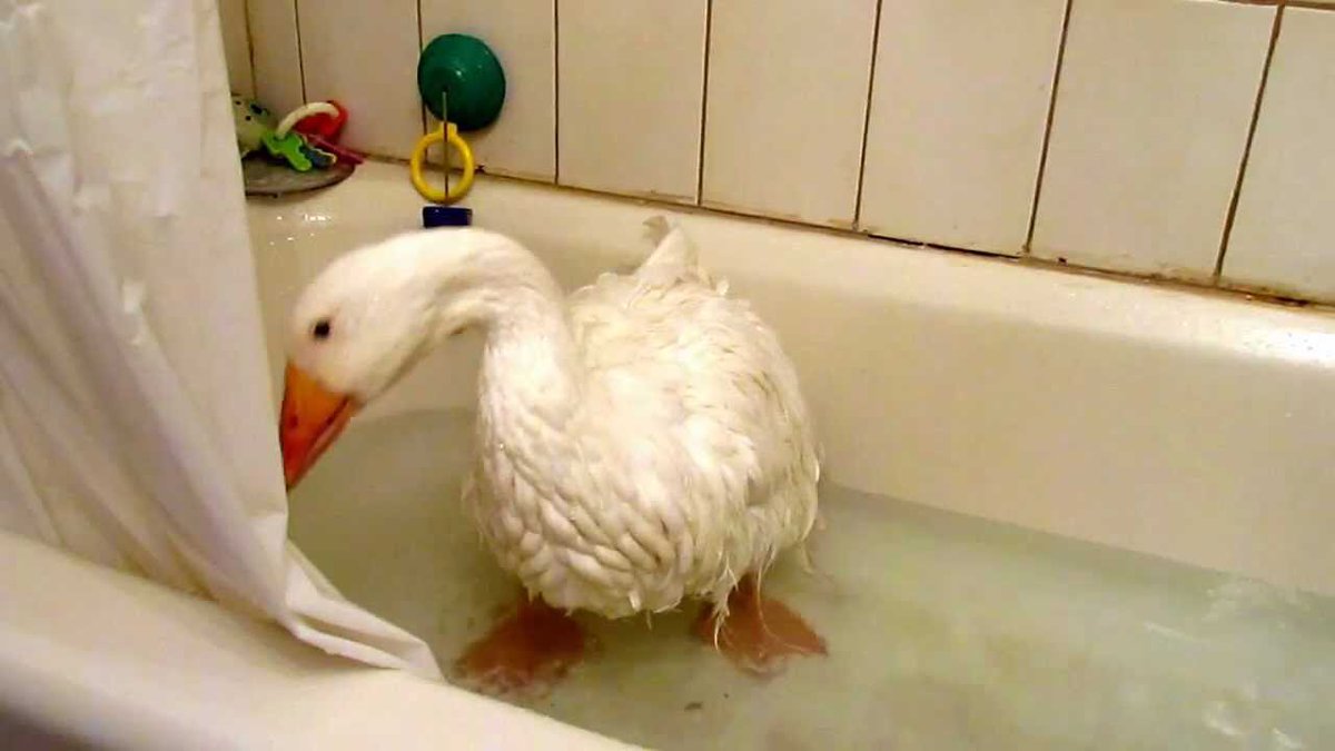 1eoDiCaprio's tweet photo. I was taking a shower and next thing I know..... #goosepocalypse https://t.co/Y6MdvipAbE