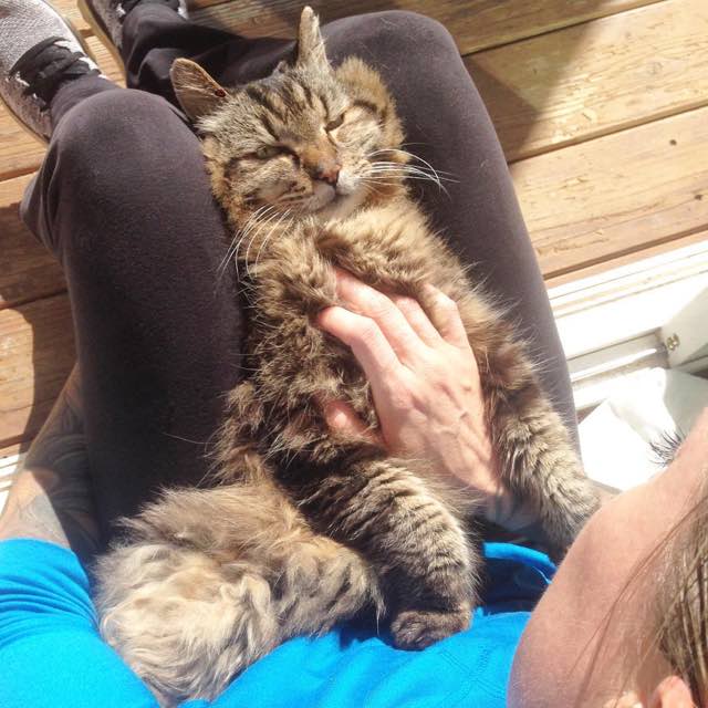 purringtonpost's tweet photo. This #Cat is 124 Years Old in Kitty Years and Still Going Strong! => https://t.co/wOqCfnpksF  | via @lovemeowdotcom https://t.co/sFqmoMDONb