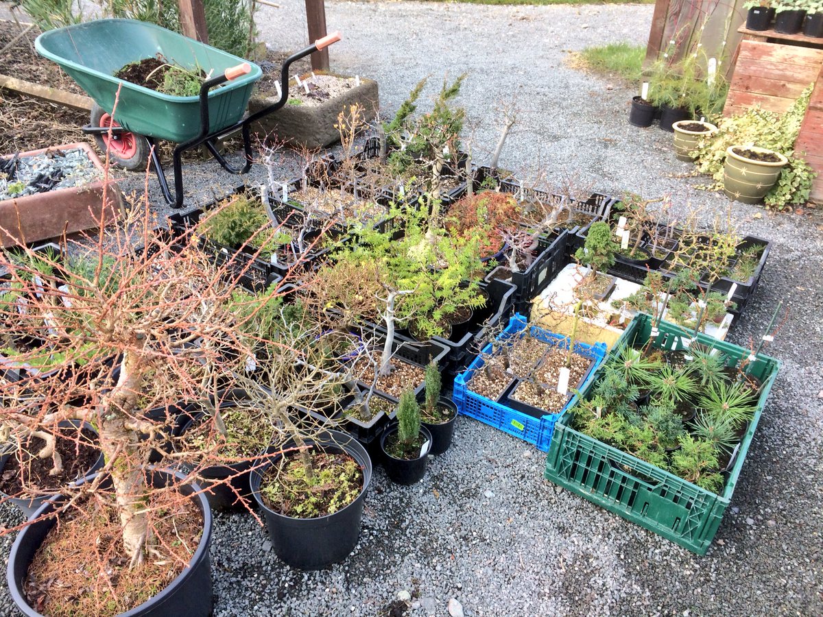DavidCNurseries's tweet photo. All ready for the Bonsai Carboot at Birmingham botanical Gardens tomorrow #bonsai #gardens #art #Thisledome https://t.co/jXUhz4B7Bk