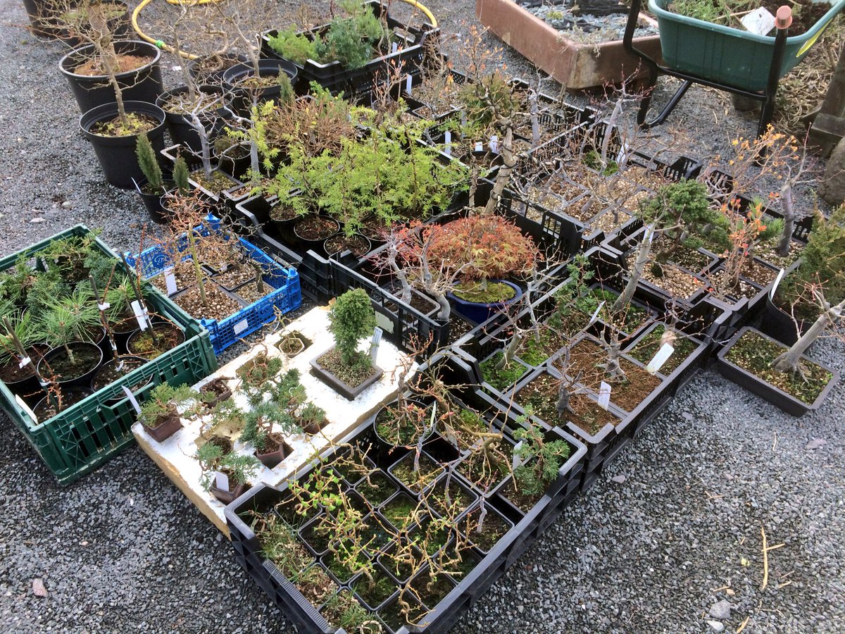 DavidCNurseries's tweet photo. All ready for the Bonsai Carboot at Birmingham botanical Gardens tomorrow #bonsai #gardens #art #Thisledome https://t.co/jXUhz4B7Bk