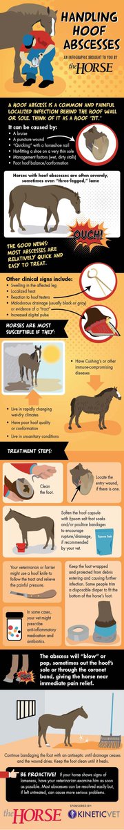 centaur_fencing's tweet photo. Does your horse show signs of lameness? Could be a hoof abscess. Awesome infographic from @thehorse. #horse #care https://t.co/Wd1pUwOrGP