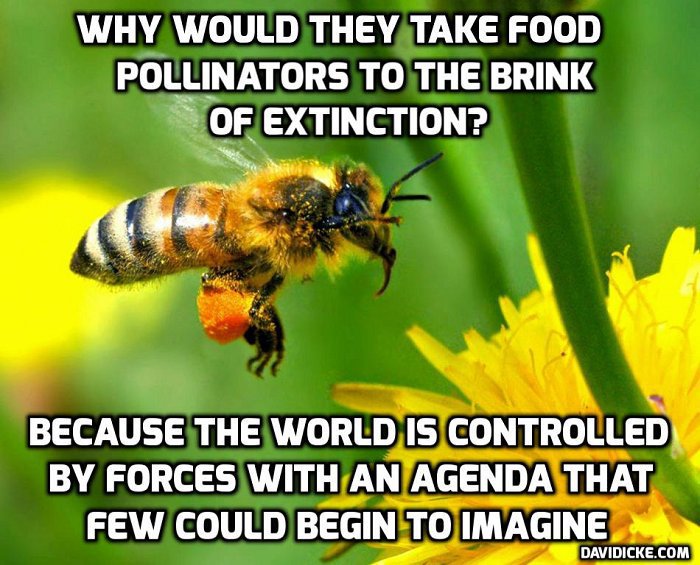 davidicke's tweet photo. Wild bees, butterflies and other pollinators heading for extinction through poisoning: https://t.co/jQG5XkfUJx https://t.co/RS37WEYeU1