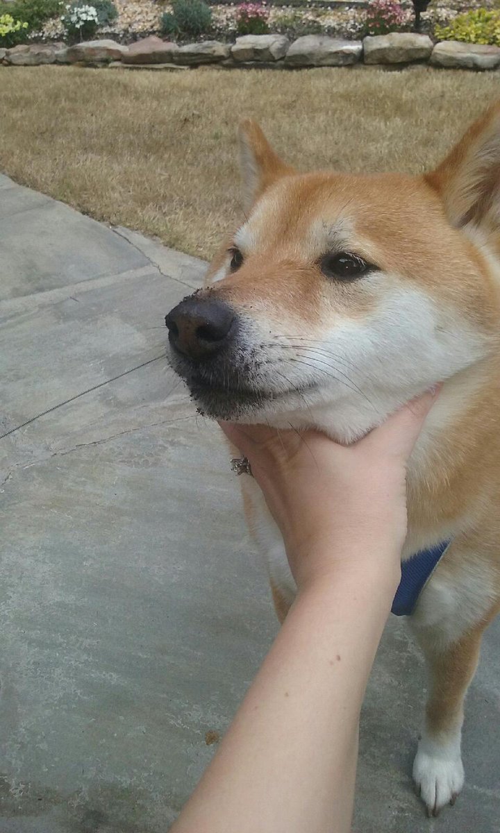 ShibaZPack's tweet photo. It's Saturday I WILL be dirty do not even attempt to clean my snoot. Let me root. https://t.co/4pyjexWmDd