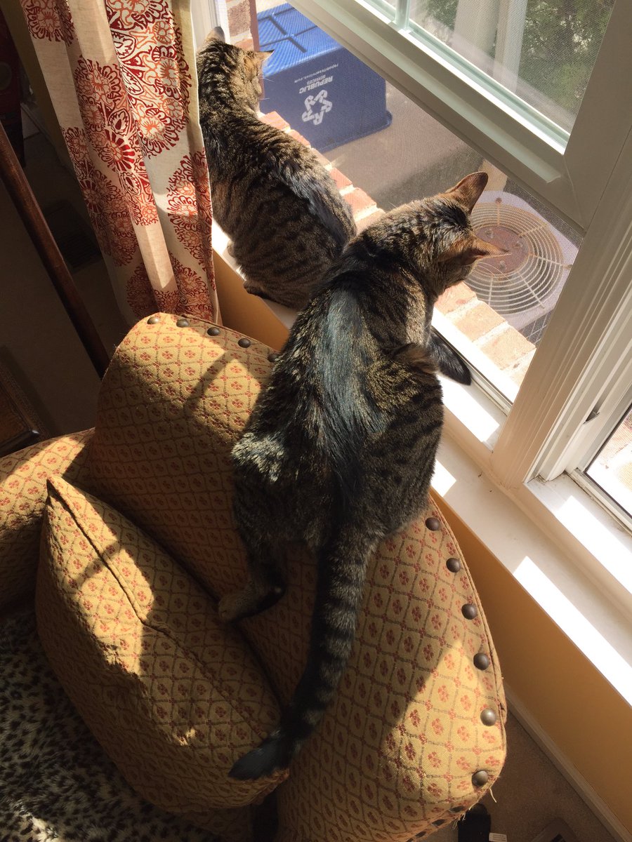 HazelTedStella's tweet photo. We loooooooove springtime!!!! And mama loooooves Ted's #wonkyleg https://t.co/DXmmFSTSSP
