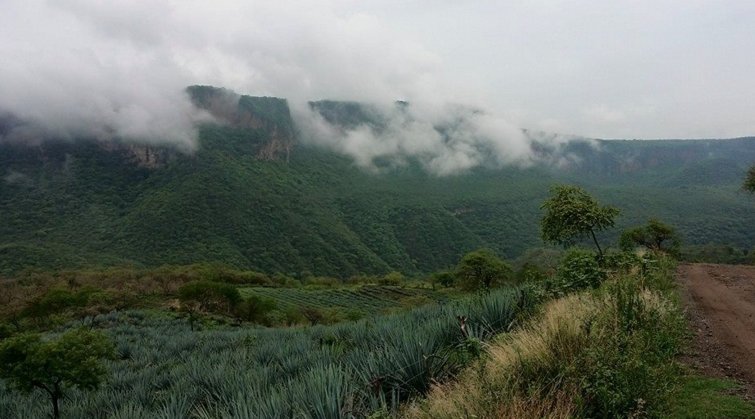 conocevallarta tweet picture