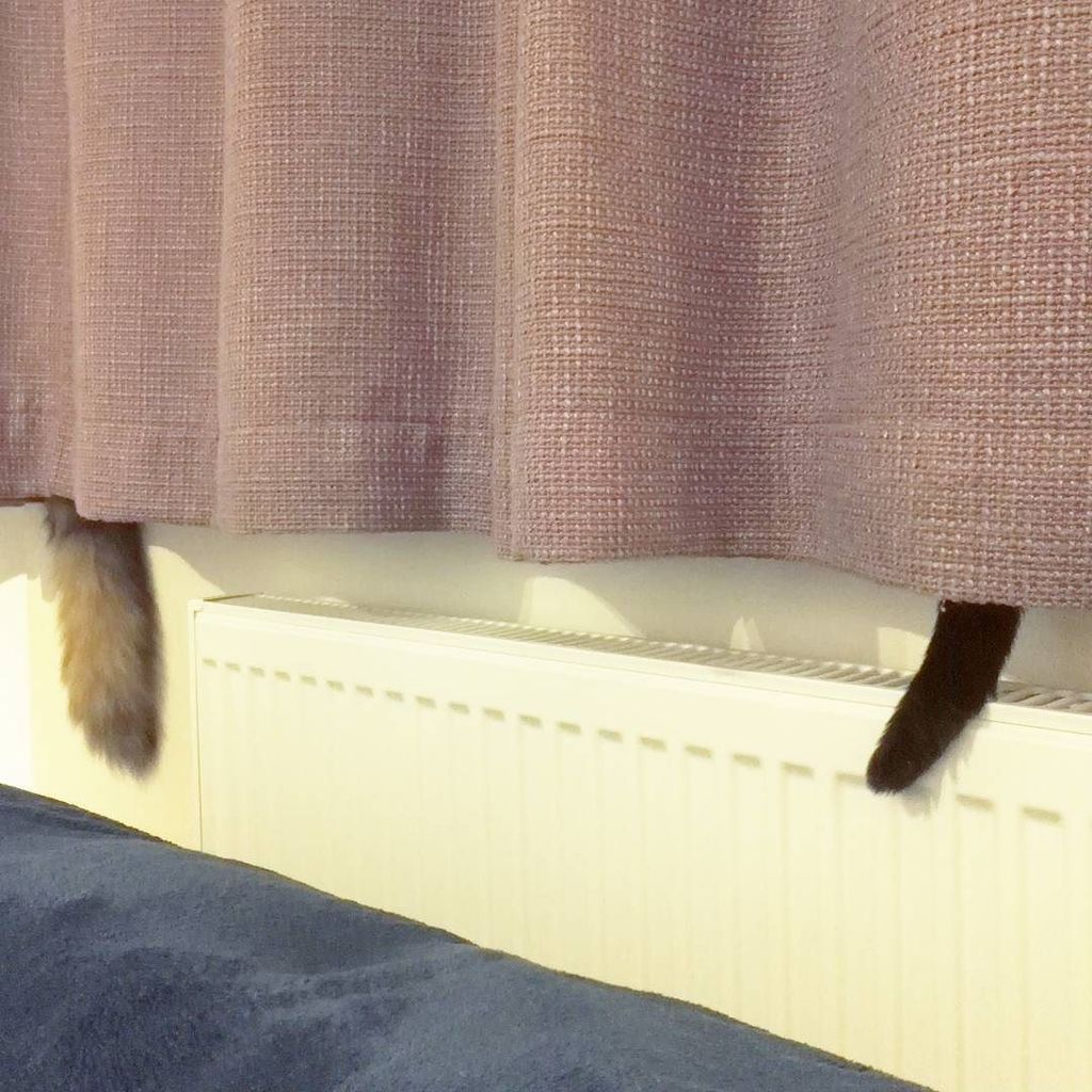 duckingfabulous's tweet photo. Easily one of my favourite views... #littleloves #kittytails #lifewithcats #catstagram #th… https://t.co/P8al6zKp5b https://t.co/A0t2bU37ex