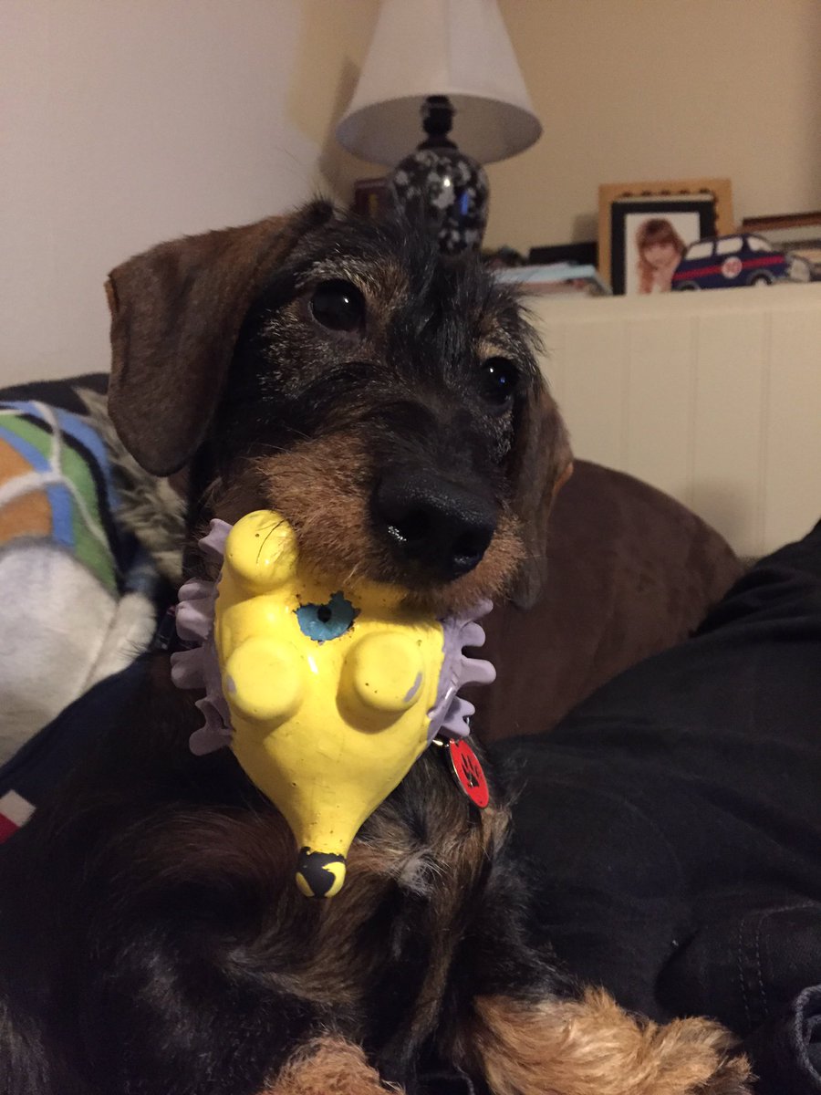 Doris and her hedgehog  #c4crufts