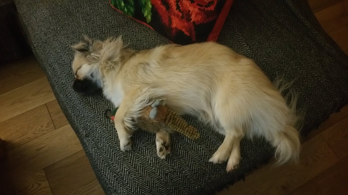 andyace140880's tweet photo. Dexter cuddling his fav toy https://t.co/zlrMTe3kTg