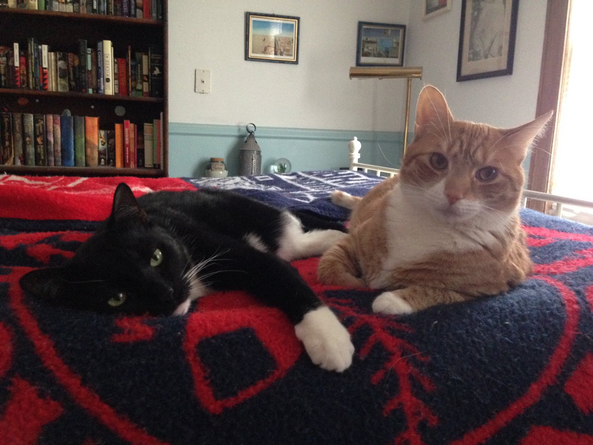 twoferrets's tweet photo. @sockington #socksarmy members Cy and Thor (aka Pea and Tater) reporting for duty! https://t.co/o0n4zEH2u0