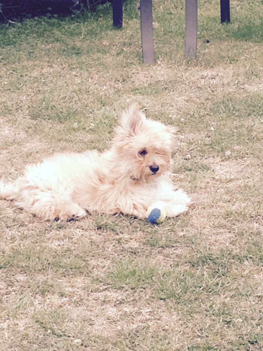 Charlie Bear and his ball #crufts2016 #c4crufts