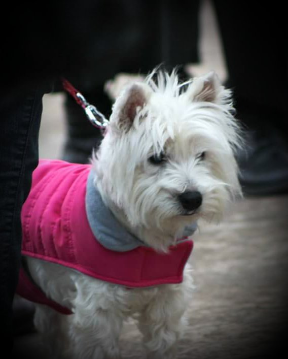 AnnaBayliss's tweet photo. Rosie our beautiful West Highland White Terrier https://t.co/Yb586rAgUM