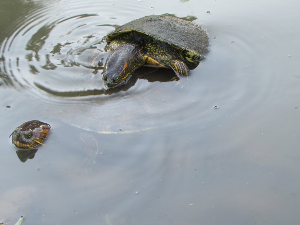 JoseLuisHerna62's tweet image. When the passion is great no matter who sees them.. #WithoutShyness #WithoutShame 🐢💞🐢🤔😱😬