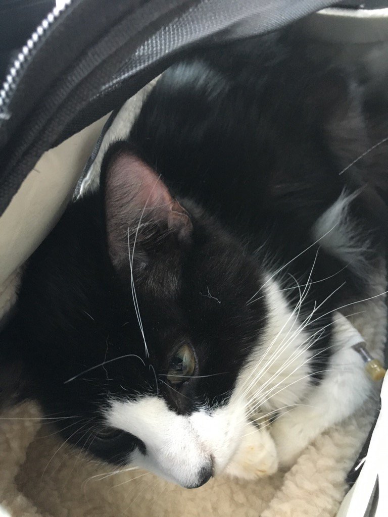 VictoriaHumane's tweet image. On our way to mill bay vet for emergency surgery on this 6 month old Bolt ! Thank you to everyone who helped !