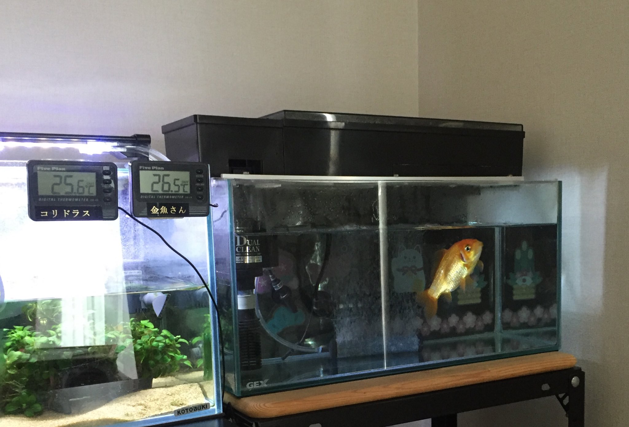 日向 凛 金魚 Rin Aqua Kingyo Twitter