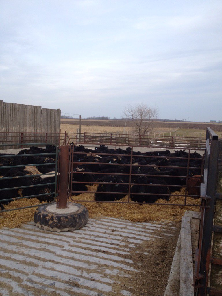 Great March day to receive feeder cattle. <a href="/KenSchaus/">Ken Schaus 🇨🇦</a> <a href="/OntarioBeef/">Ontario Beef</a> <a href="/ONCornFedBeef/">OntarioCornFedBeef</a>
