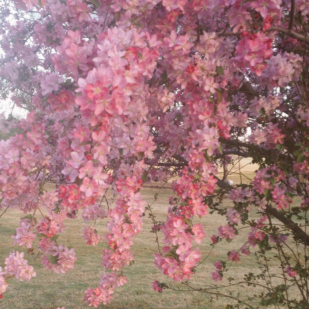 HopeFloeck's tweet image. Day1 of #7DaysofNature
Fruit trees in bloom in WTX.  I nominate @LassMike (start after Houston Stock Show👍🏼)