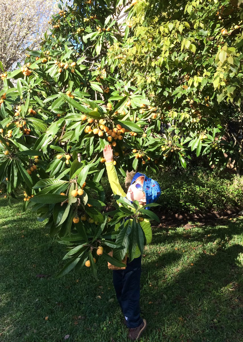 rachelncruz's tweet photo. Lost among the loquats and resting after picking a good haul. Life can be pretty cool when you're 4. #houstonspring https://t.co/gmKpGvLBBB