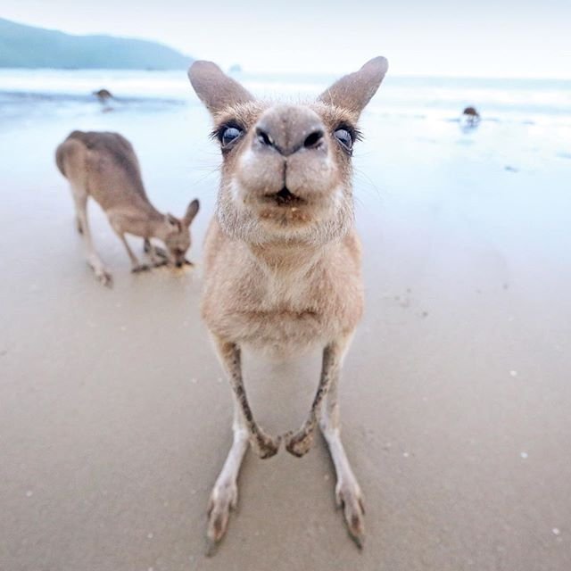 Australia tweet media