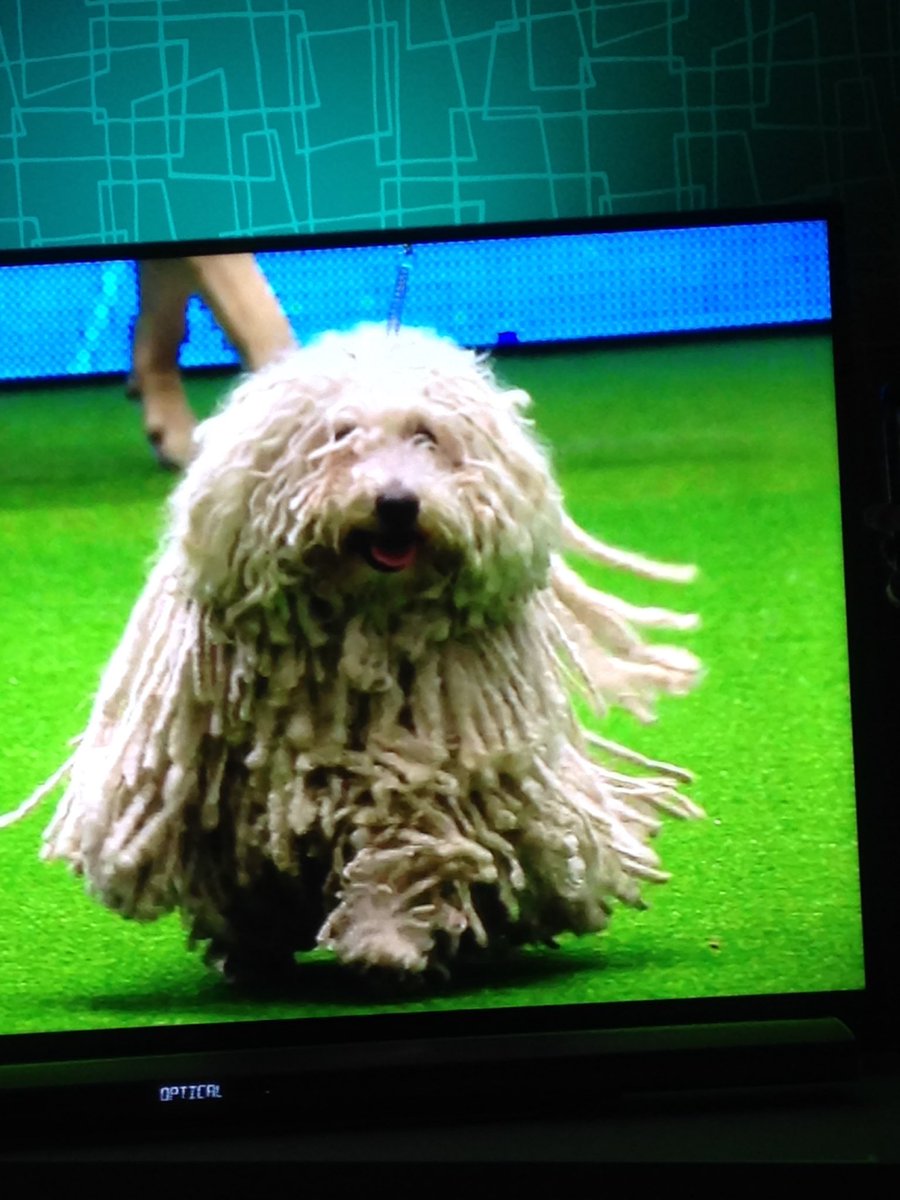 ceebee2009's tweet photo. #Crufts125 I wonder if this dog will mop up all the awards #crufts2016 #mopheed @Channel4 https://t.co/GuNPPUyIRy