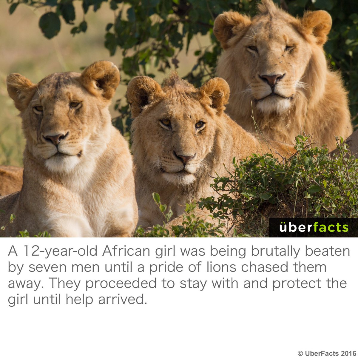 UberFacts's tweet photo. Wow. https://t.co/ToA7KdMCxB