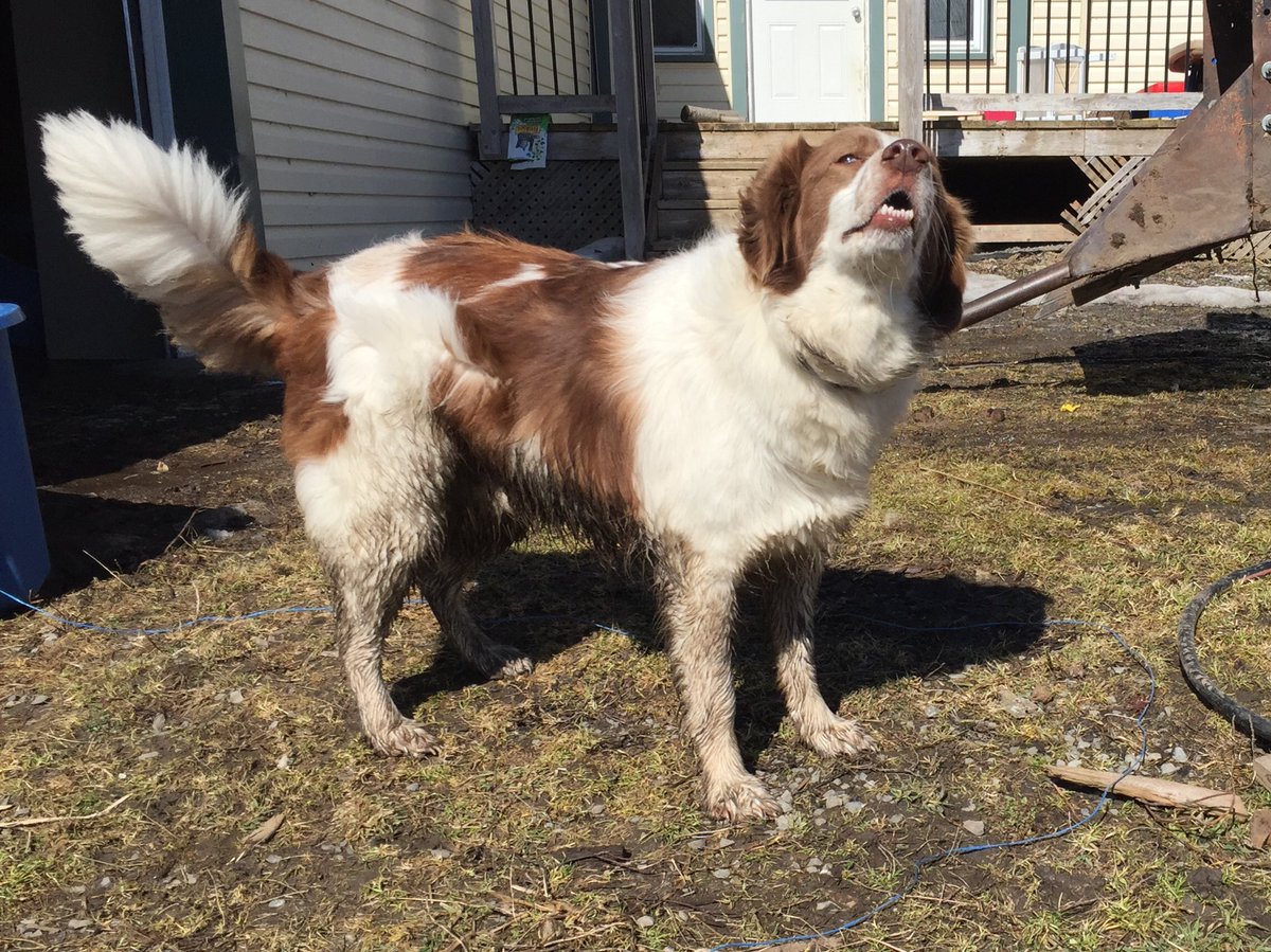 NesFarm's tweet image. #spanielproblems