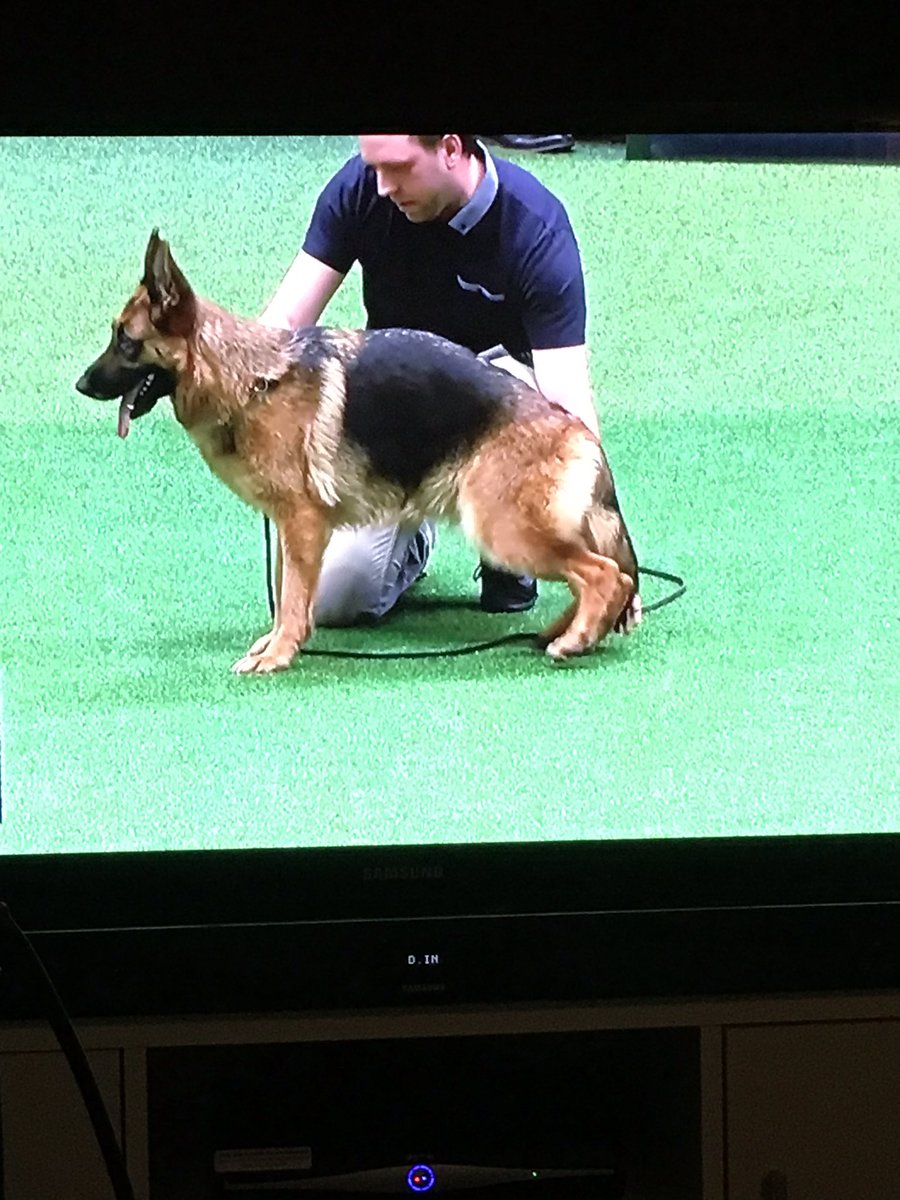 katyjane12's tweet photo. This dog looks in pain.. Cannot believe #Crufts are still saying this is how gsd's hips should be breed like this 😡 https://t.co/rGeVrOSyqF