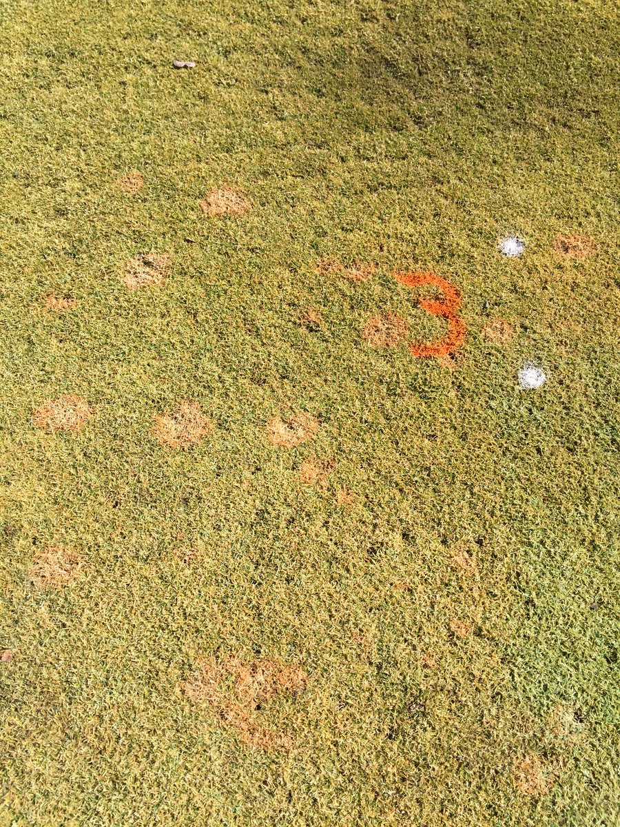 UMass Turf Pathology tweet media