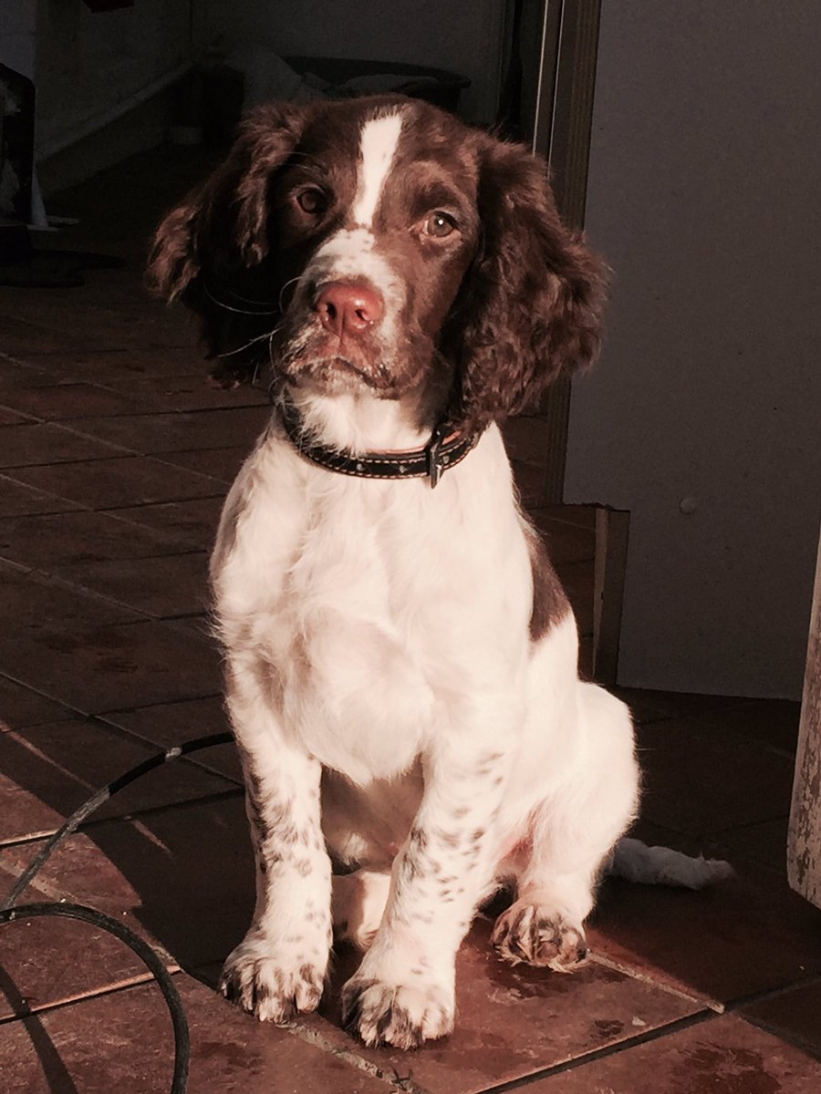 jpocally's tweet photo. #crufts2016 Paddy The Springer https://t.co/IsDyI0HVF7