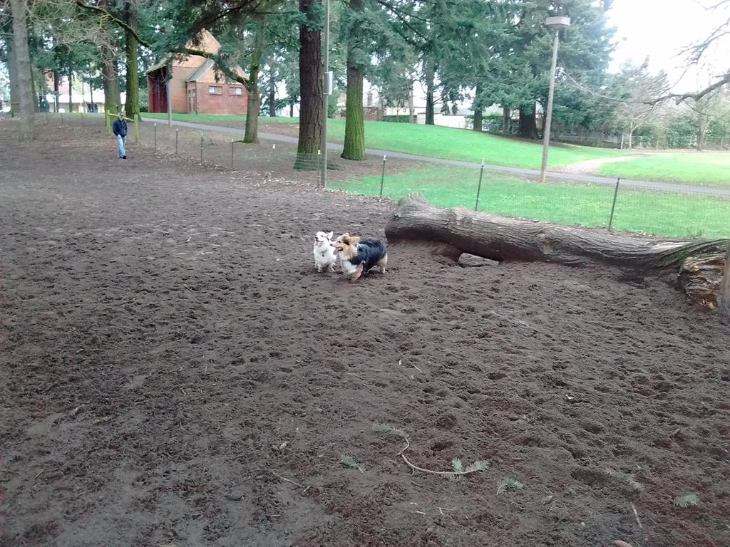 ZestTheCorgi's tweet photo. Me and my new friend Eddie! https://t.co/sx3HMgaLpN