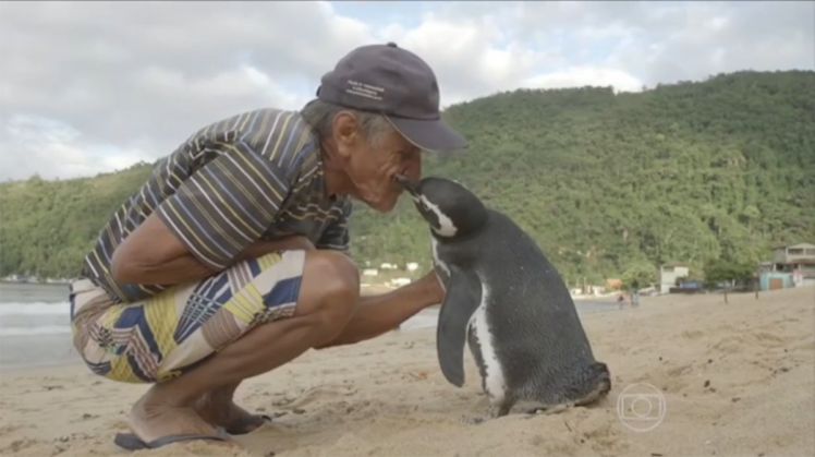 Greenpeace's tweet photo. This adorable penguin swims 5000 miles every year to meet the man who saved his life! https://t.co/EX2BH0vUZJ https://t.co/vkuOUA2etC