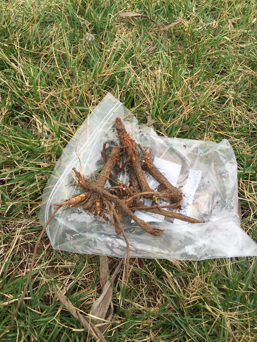 jacksonhopyard's tweet photo. Put in a couple rows of hops today. Shoutout to @3HammersFarms for the rhizomes. #startSmall #INHops https://t.co/P5JFIsmrh5