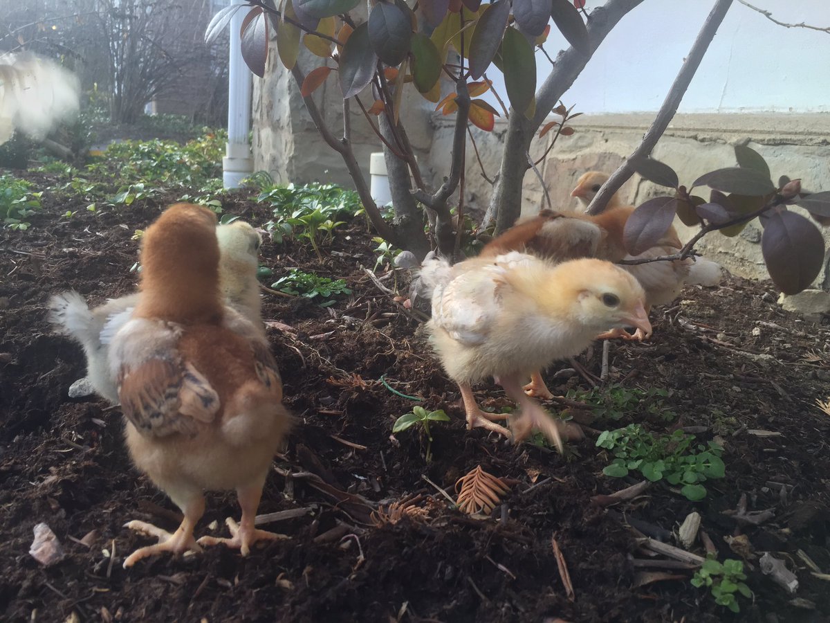 chicksofshaker's tweet photo. Little chickies enjoying the nice weather earlier today #chicksofshaker #fun #growingchicks https://t.co/Col3iYzaPm