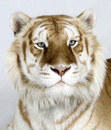 NatureGaIIery's tweet photo. One of the few Golden Tabby Bengal Tigers left in the world https://t.co/GblQj4ZlgO