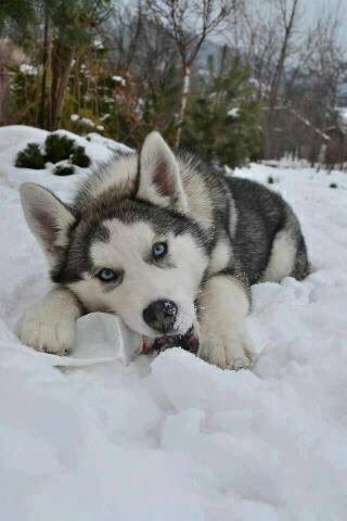 Absolutely beautiful #DogCelebration
