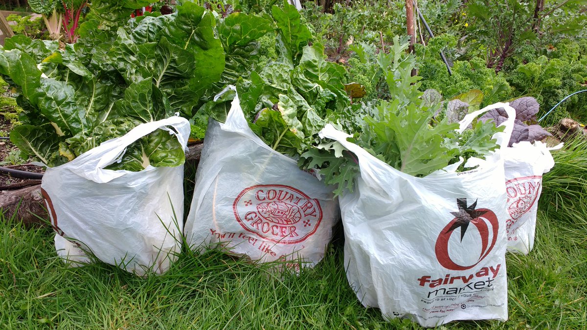 DolbergA's tweet photo. Happy to share some of our huge #urbangarden harvest w/ @MustardSeedVic - who provide such gr8 community service https://t.co/ANH5RVJUPG
