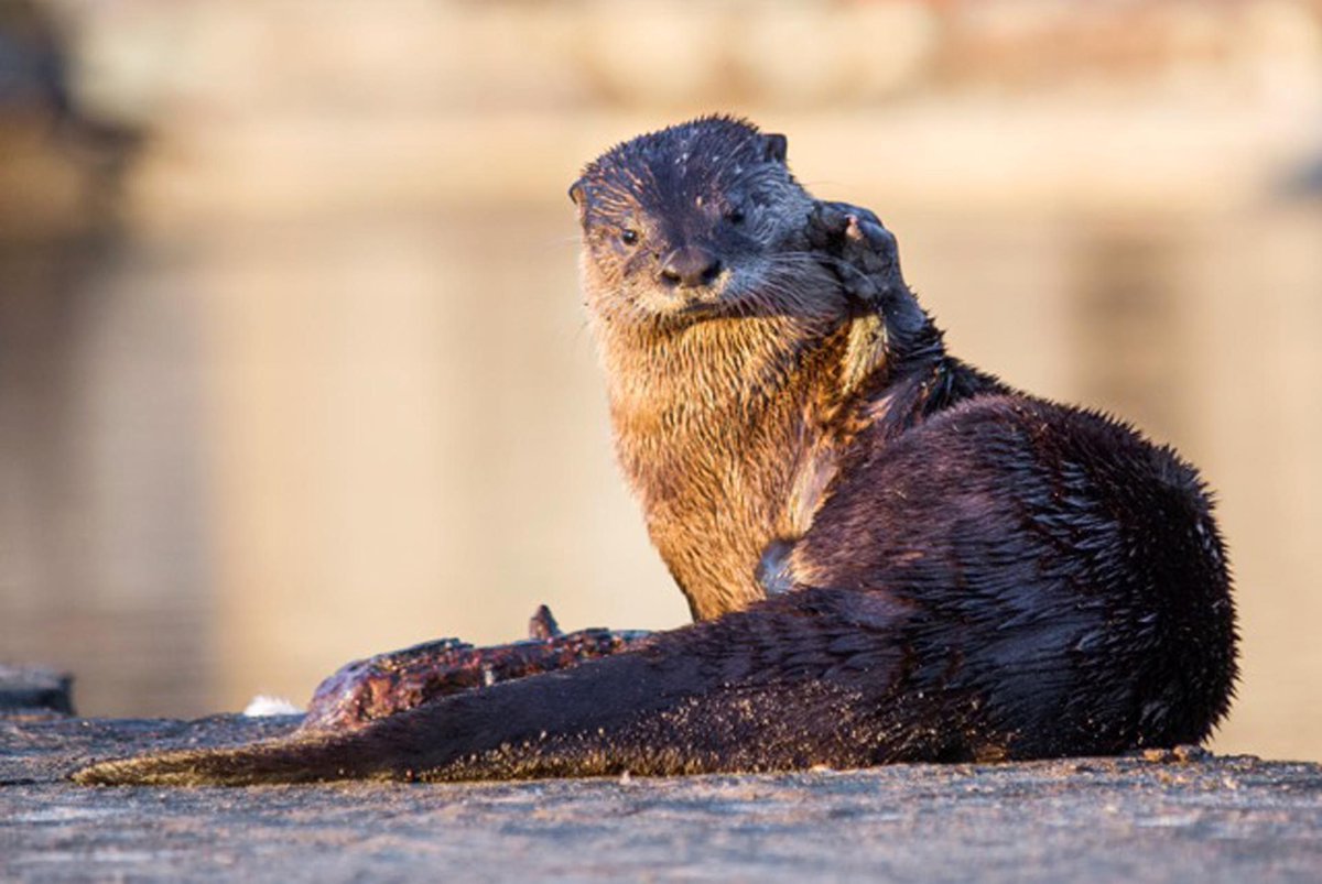 KQED's tweet image. River Otters Stage a Comeback in Bay Area! ow.ly/Zn1PS Via @KQEDScience #FurSure