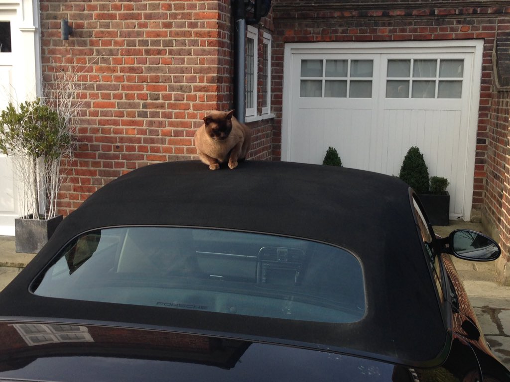 petehurt's tweet photo. Cat on a soft top roof https://t.co/ssWcdoK4Or