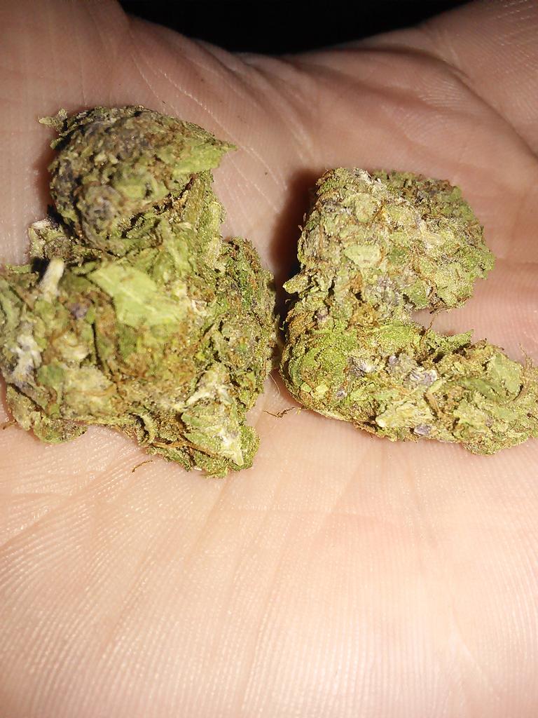 CentralDank's tweet photo. Some amazing purp! 
#NoFilterNeeded #DankestBuds #WeedLife https://t.co/QMsxysmbuP