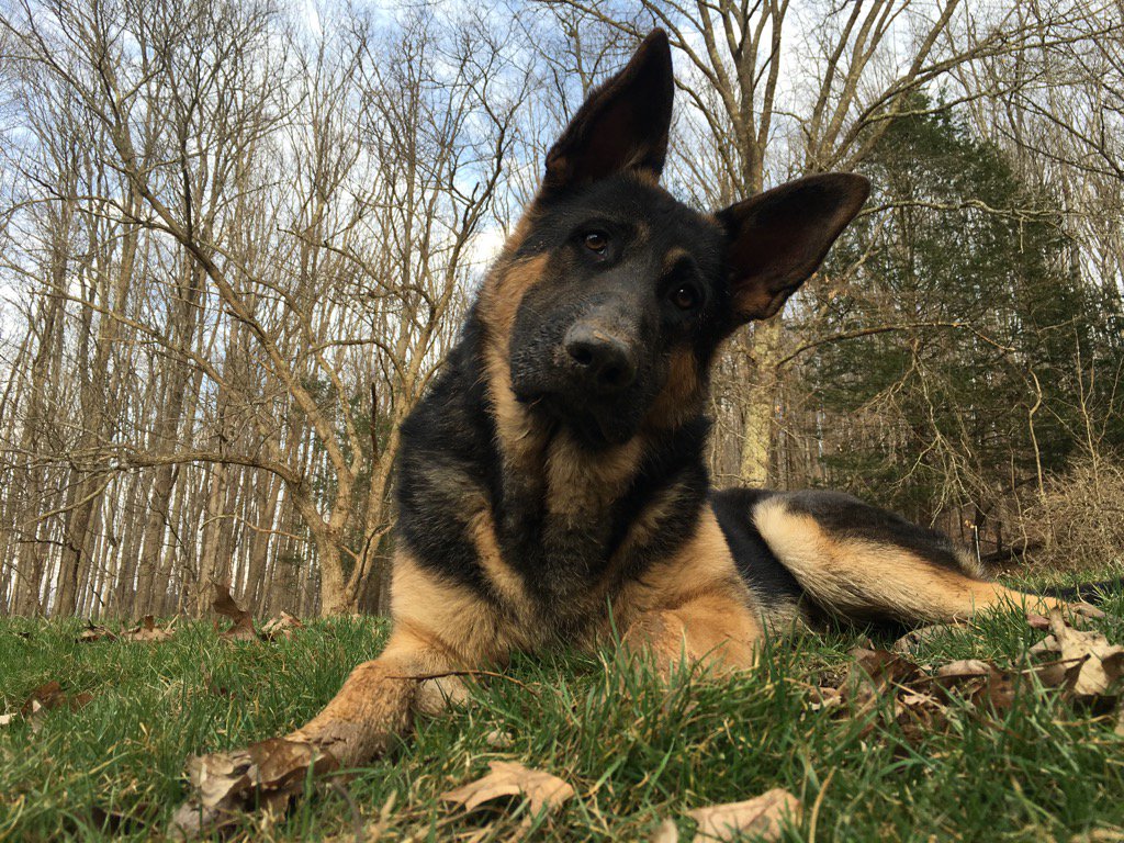 Walked. Hiked. Fetched. Played. A perfect #GSD Saturday. 🐾🎾 <a href="/dogcelebration/">CelebrationOfDogs</a>