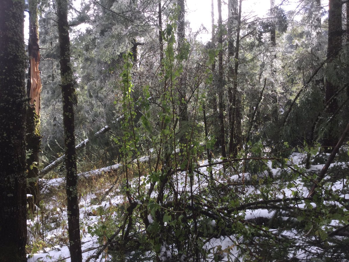 Homerogomez_g's tweet photo. #ReservaMonarca #DesastreAmbiental en los 2 Estados supera 20 mil árboles derribados por #TormentaInvernal y fríos. https://t.co/wEIAobGhjY