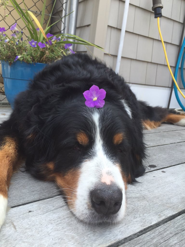 dogsandfIowers's tweet photo. https://t.co/qUtj4Lprwt