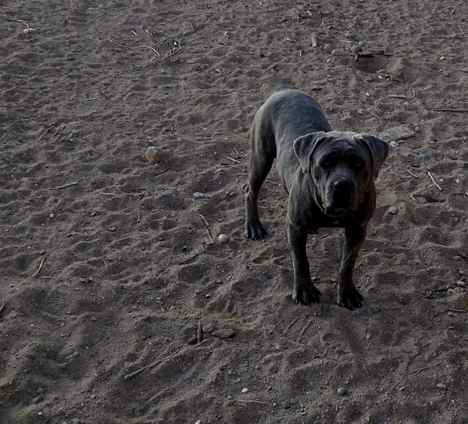 k9 cane corso